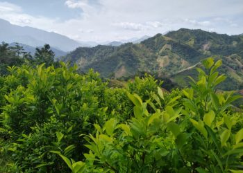 A Petro no le basta con pagar a delincuentes por no matar, también quiere pagarle a cocaleros por no sembrar