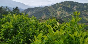 A Petro no le basta con pagar a delincuentes por no matar, también quiere pagarle a cocaleros por no sembrar