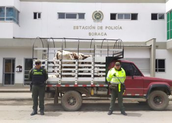En Soracá incautaron 4 semovientes los cuales iban transportados sin «Guía de Movilización»