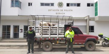 En Soracá incautaron 4 semovientes los cuales iban transportados sin «Guía de Movilización»