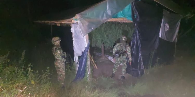 Incautada cerca de una tonelada de marihuana en operación de las Fuerzas Militares