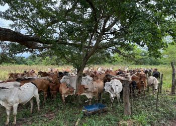 La ganadería necesita incrementar la producción para mantener sus compromisos internacionales