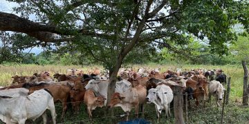 La ganadería necesita incrementar la producción para mantener sus compromisos internacionales