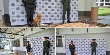 La Policía Nacional incauta 114.100 Dosis de marihuana al norte de Popayán.