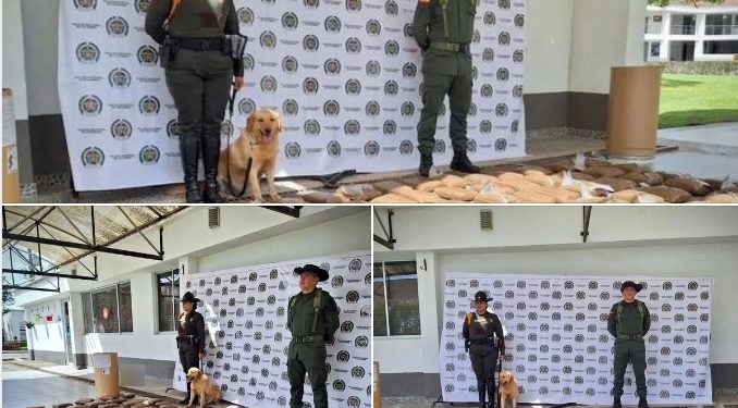 La Policía Nacional incauta 114.100 Dosis de marihuana al norte de Popayán.