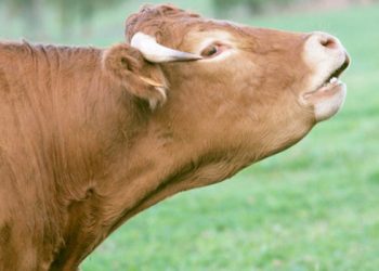 “Las vacas mirando p’arriba”