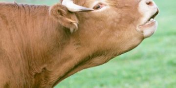 “Las vacas mirando p’arriba”