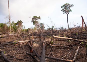 Minambiente no ha cumplido con inhabilitación de carretera ilegal en resguardo indígena de Guaviare