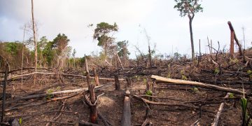 Minambiente no ha cumplido con inhabilitación de carretera ilegal en resguardo indígena de Guaviare