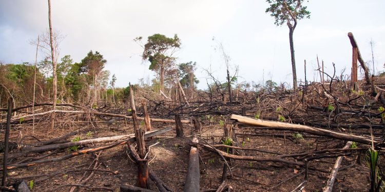 Minambiente no ha cumplido con inhabilitación de carretera ilegal en resguardo indígena de Guaviare