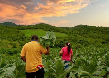 Si beneficiarios de tierras despojadas mienten sobre hechos confirmados por la justicia, revictimizan a personas que ofendieron: Presidente Gustavo Petro.