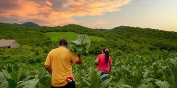 Si beneficiarios de tierras despojadas mienten sobre hechos confirmados por la justicia, revictimizan a personas que ofendieron: Presidente Gustavo Petro.
