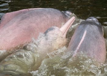 Firma Colombia junto a 13 países un acuerdo para conservar a delfines de río