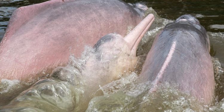 Firma Colombia junto a 13 países un acuerdo para conservar a delfines de río
